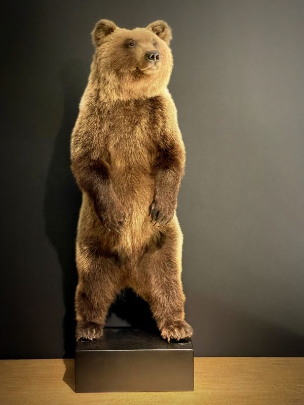 Young brown bear in standing pose (WORK IN PROGRESS)