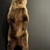 Young brown bear in standing pose (WORK IN PROGRESS)