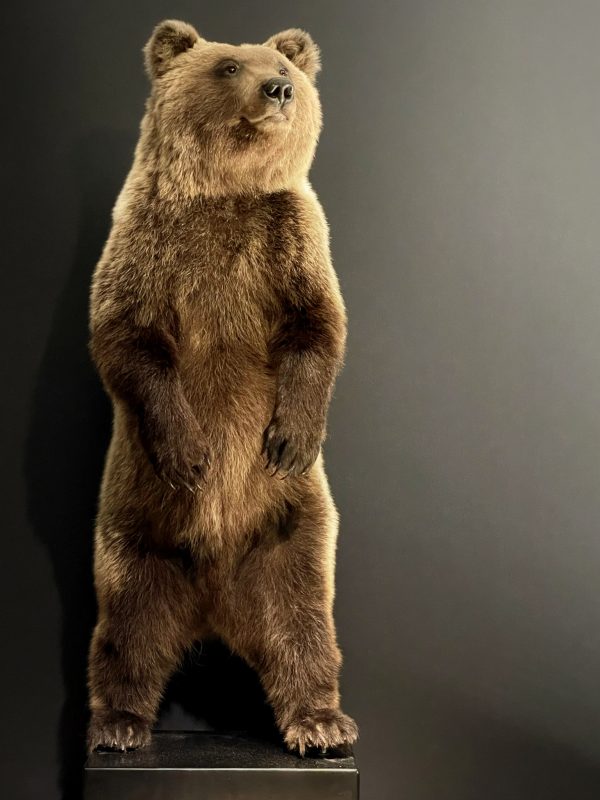 Young brown bear in standing pose (WORK IN PROGRESS)