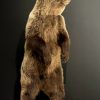 Young brown bear in standing pose (WORK IN PROGRESS)