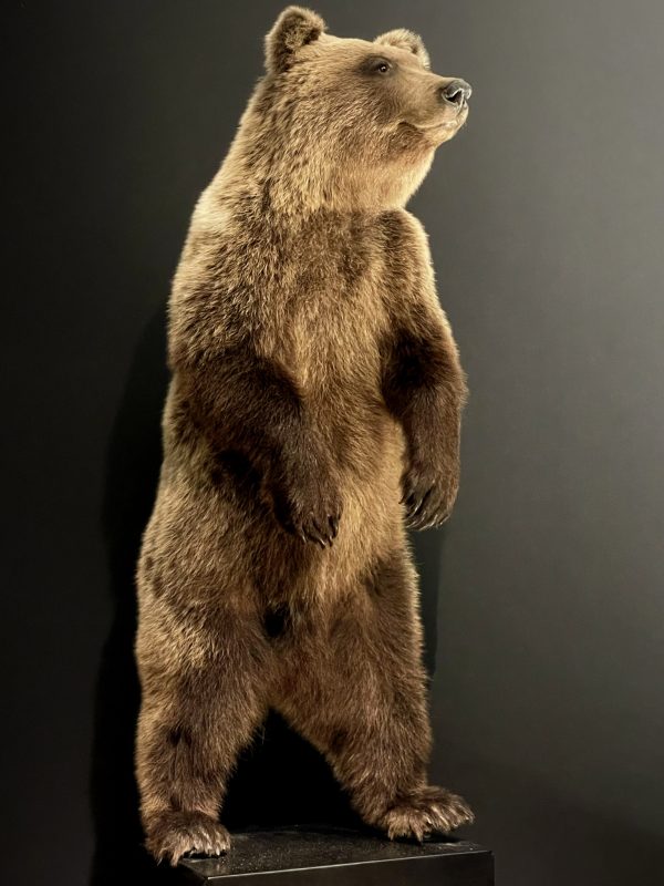 Young brown bear in standing pose (WORK IN PROGRESS)