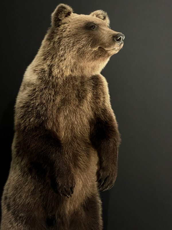 Young brown bear in standing pose (WORK IN PROGRESS)