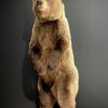 Young brown bear in standing pose (WORK IN PROGRESS)