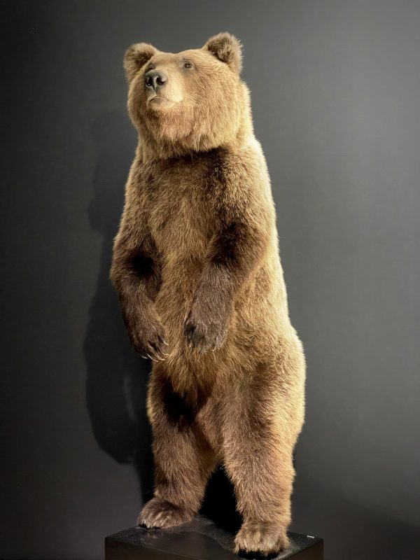 Mounted brown bear