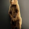 Young brown bear in standing pose (WORK IN PROGRESS)