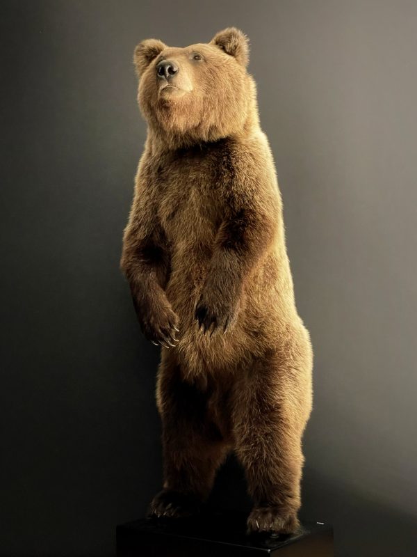 Young brown bear in standing pose (WORK IN PROGRESS)