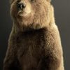 Young brown bear in standing pose (WORK IN PROGRESS)