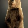 Young brown bear in standing pose (WORK IN PROGRESS)