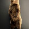 Young brown bear in standing pose (WORK IN PROGRESS)