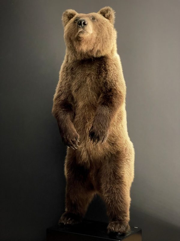 Young brown bear in standing pose (WORK IN PROGRESS)