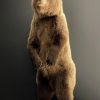 Young brown bear in standing pose (WORK IN PROGRESS)