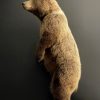 Young brown bear in standing pose (WORK IN PROGRESS)