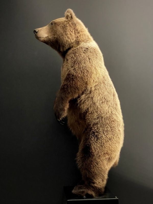 Young brown bear in standing pose (WORK IN PROGRESS)