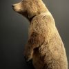 Young brown bear in standing pose (WORK IN PROGRESS)