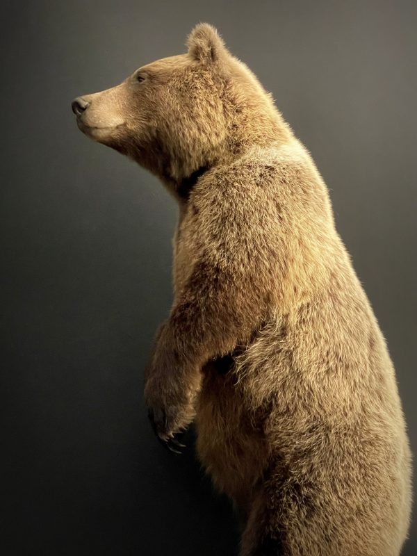 Young brown bear in standing pose (WORK IN PROGRESS)