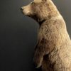 Young brown bear in standing pose (WORK IN PROGRESS)