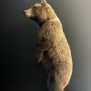 Young brown bear in standing pose (WORK IN PROGRESS)