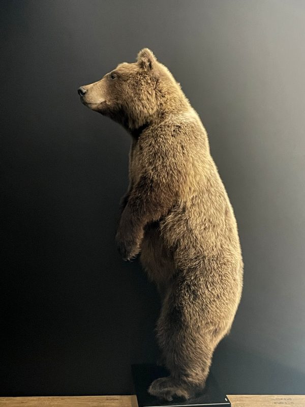 Young brown bear in standing pose (WORK IN PROGRESS)