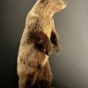 Young brown bear in standing pose (WORK IN PROGRESS)