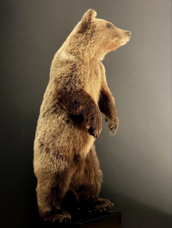 Young brown bear in standing pose (WORK IN PROGRESS)