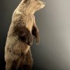 Young brown bear in standing pose (WORK IN PROGRESS)