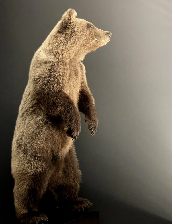 Mounted brown bear