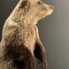 Young brown bear in standing pose (WORK IN PROGRESS)