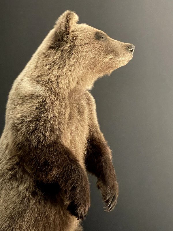 Young brown bear in standing pose (WORK IN PROGRESS)