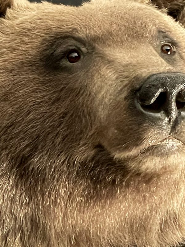 Mounted brown bear