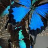 Antieke stolp met mix van blauwe vlinders