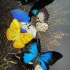Antieke stolp gevuld met een mix van kleurrijke vlinders
