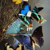 Antieke stolp gevuld met een mix van kleurrijke vlinders