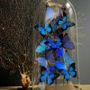 Antieke stolp XXL met mix van blauwe Morpho vlinders