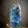 Antieke stolp XXL met mix van blauwe Morpho vlinders