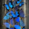 Antieke stolp XXL met mix van blauwe Morpho vlinders