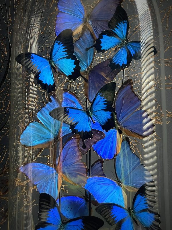 Antieke stolp XXL met mix van blauwe Morpho vlinders