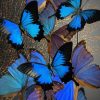 Antieke stolp XXL met mix van blauwe Morpho vlinders