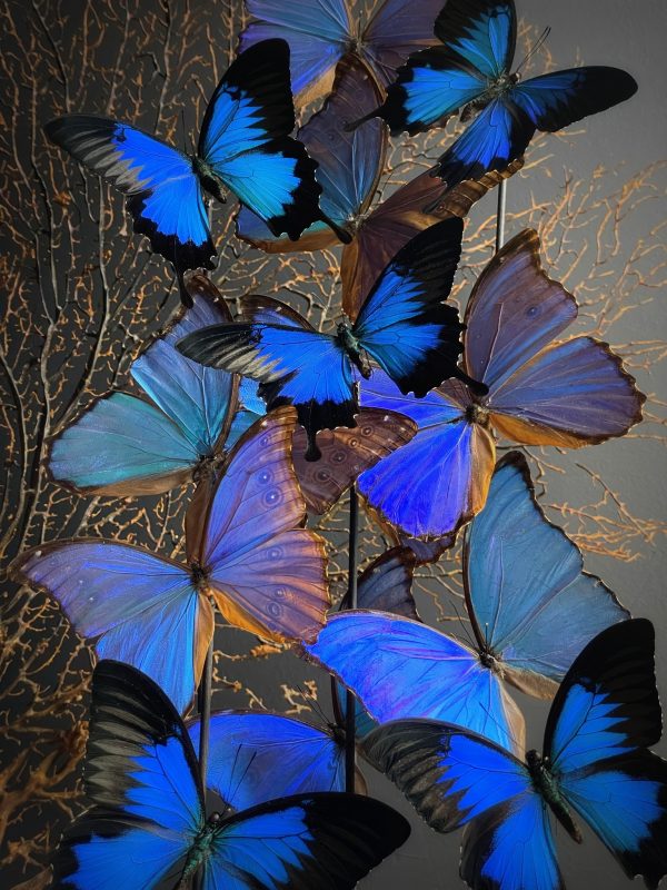 Antieke stolp XXL met mix van blauwe Morpho vlinders