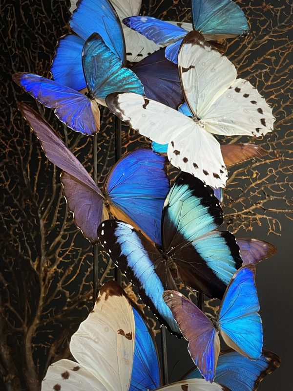 Antieke Stolp met Morpho vlinders