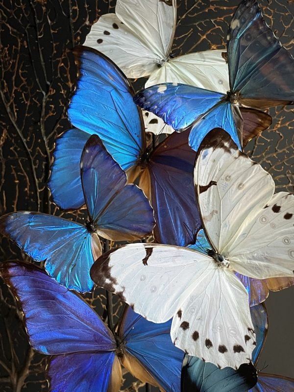 Antieke Stolp met Morpho vlinders