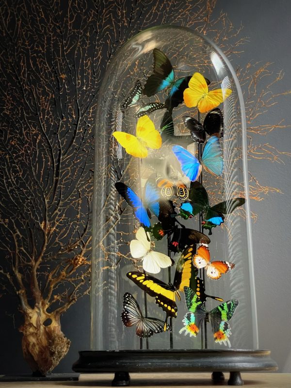 Ovale stolp met kleurrijke mix van vele vlindersoorten
