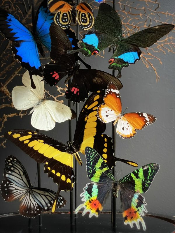 Ovale stolp met kleurrijke mix van vele vlindersoorten