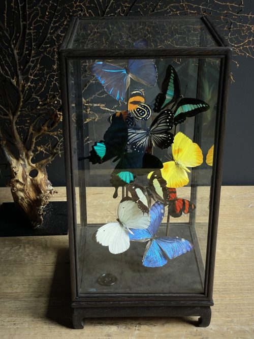 Glazen vitrine met kleurrijke vlinder mix