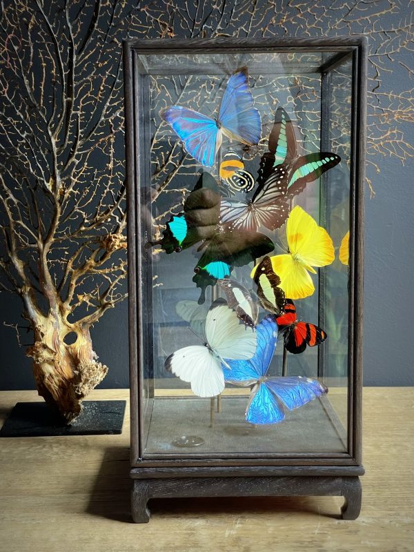 Glazen vitrine met kleurrijke vlinder mix