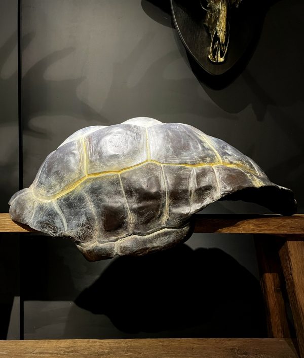 Replica van een Galapagos schildpad schild