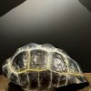 Replica van een Galapagos schildpad schild