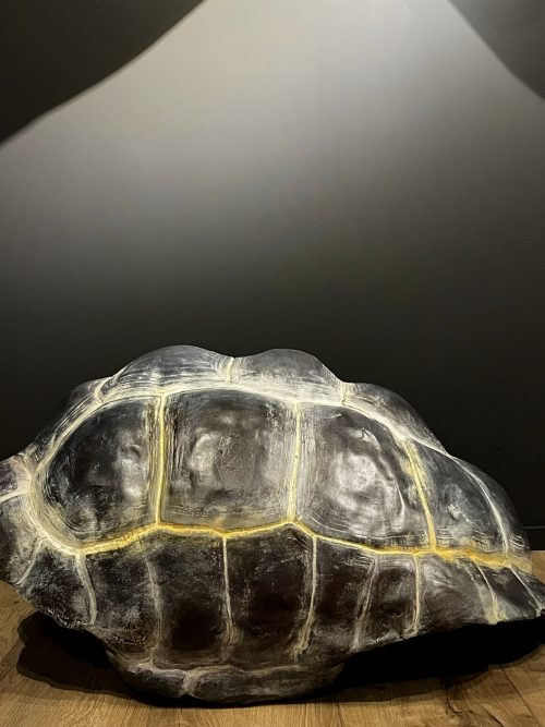 Replica van een Galapagos schildpad schild