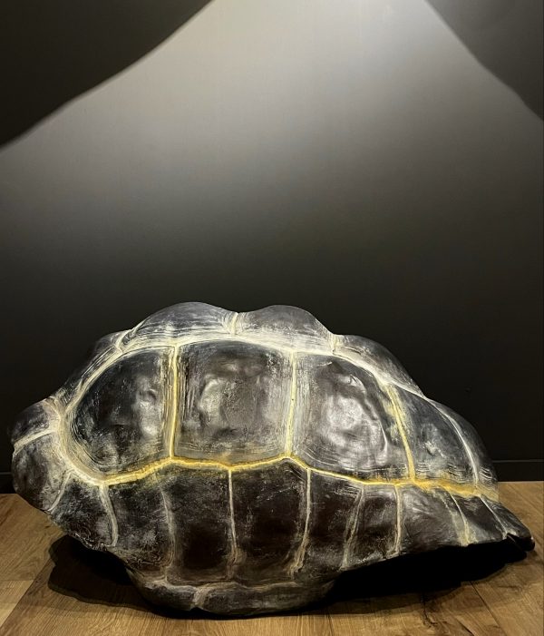 Replica van een Galapagos schildpad schild