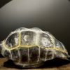 Replica van een Galapagos schildpad schild