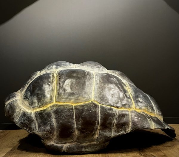 Replica van een Galapagos schildpad schild